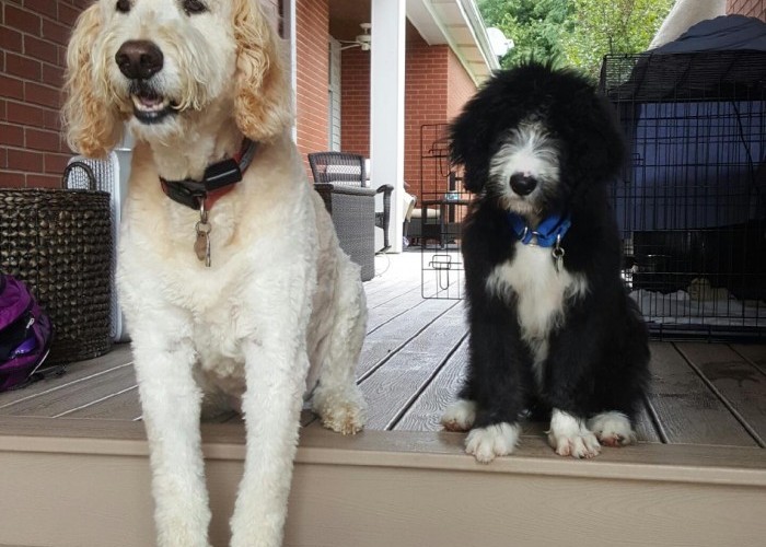 Buddy and Winston